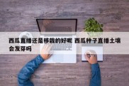 西瓜直播还是移栽的好呢 西瓜种子直播土壤会发芽吗